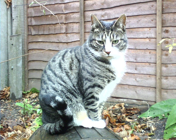 A tabby cat sitting on a wooden surface with fallen leaves around it, in front of a wooden fence.