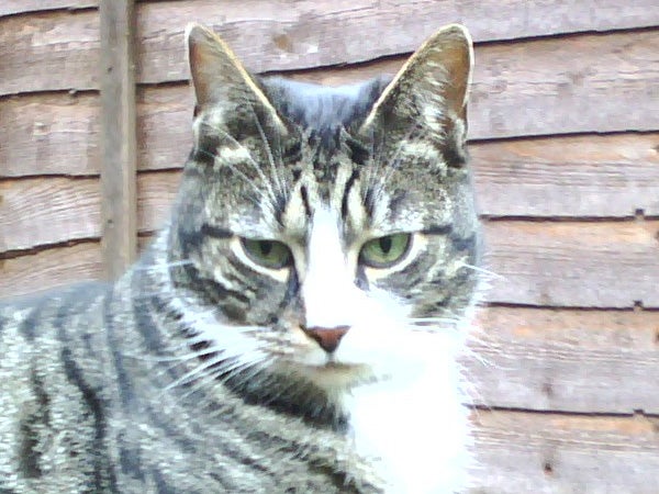 The image is of a tabby cat with a notable striped pattern, green eyes, and a white muzzle sitting in front of a wooden background. It is unrelated to a Vodafone 710 product review, the product itself, or any performance graph.
