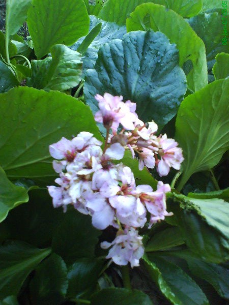 Description of the image provided: A cluster of small pink flowers with prominent stamens is in the center, surrounded by large green leaves, likely taken using a camera phone with a close-up setting in natural light.