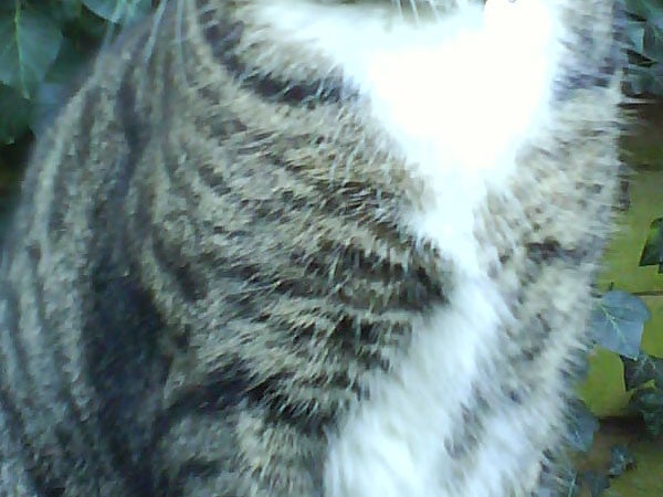 Close-up photo of a cat's fur pattern, predominantly in gray and black tones with a patch of white around the neck area.