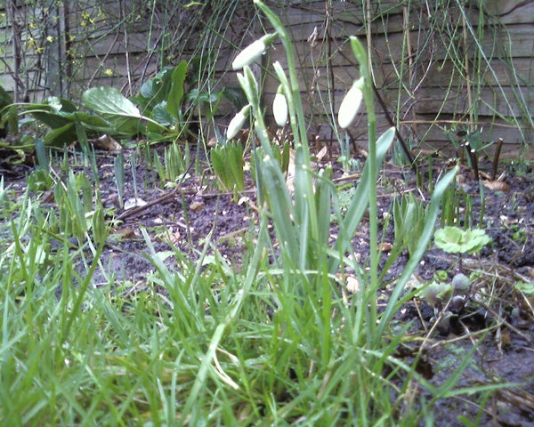 This image shows a garden with green grass and budding white snowdrop flowers. There is a wooden fence in the background.