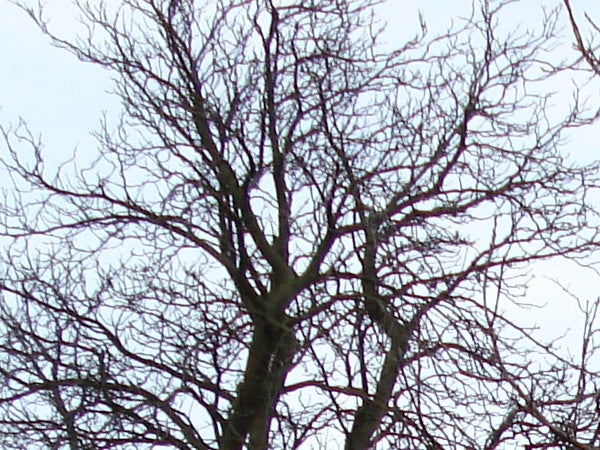 An image displaying a leafless tree with intricate branches against a clear sky, captured with a Sony CyberShot DSC-W70 camera, demonstrating the camera's detail capture in natural lighting.