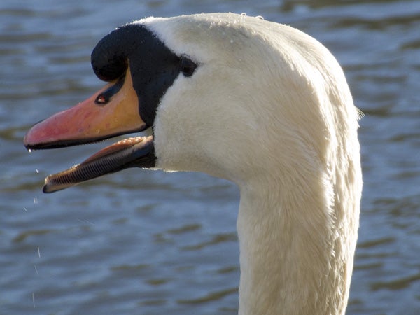 Close-up image of a swan's head with details of its feathers and beak, taken against a blurred background of water.