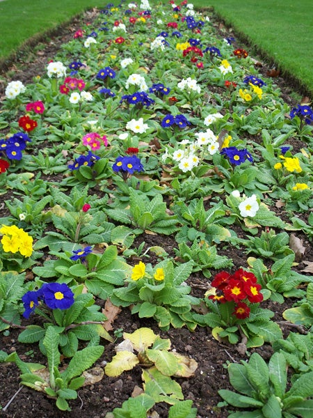 Photograph of a colorful flowerbed with various primroses in bloom, captured on a Kodak EasyShare C875 camera.
