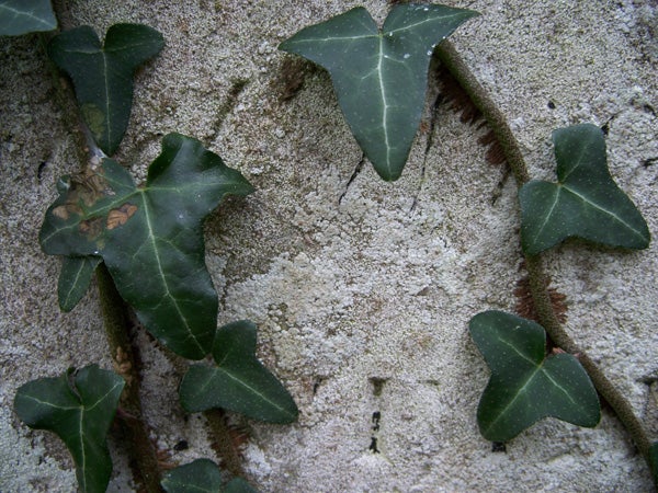 Close-up photograph of ivy leaves against a textured concrete wall, potentially demonstrating the macro shooting capability of the Kodak EasyShare C875 camera.