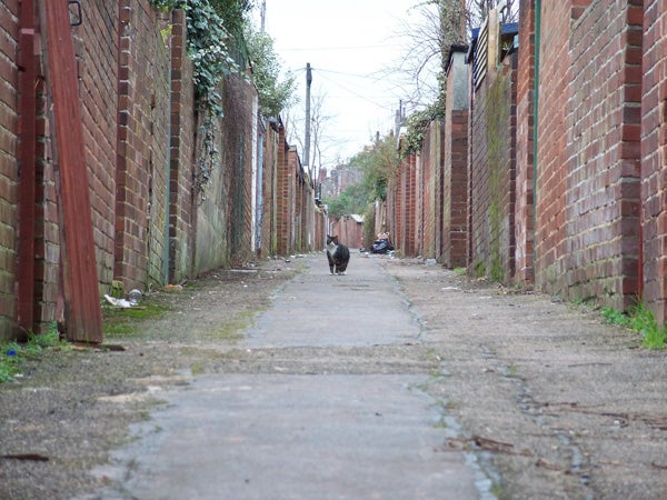 Photograph taken with a Kodak EasyShare C875 camera showing a focused black cat in the center walking towards the camera down a long, narrow urban alleyway lined with red brick walls, with overcast lighting conditions.