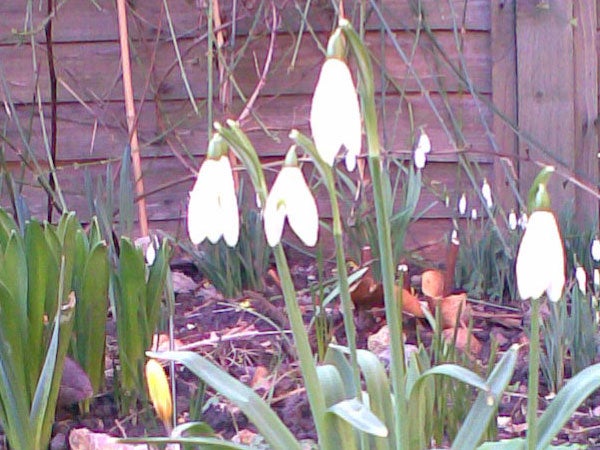 A photo of white snowdrop flowers blooming in a garden, with a focus on a few prominent flowers in the foreground while the background features indistinct vegetation and a wooden fence. The image quality suggests it could have been taken with a camera from an older mobile phone such as the Nokia 5300 XpressMusic.