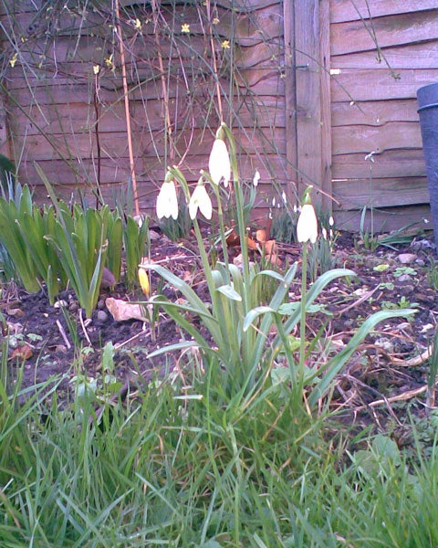 The image does not appear to be related to a Nokia 5300 XpressMusic product review, as it shows a garden scene with snowdrops and green foliage. To provide an accurate description, the alt tag should describe what is actually in the image, rather than attempting to fit it into a product review context that it does not represent. A correct alt tag might be 
