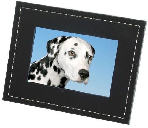 Black Parrot 7-inch Bluetooth Photo Viewer displaying a photo of a Dalmatian against a blue background.