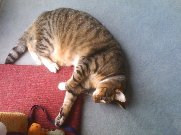 Tabby cat lying on a carpet next to a red rug and some toys.