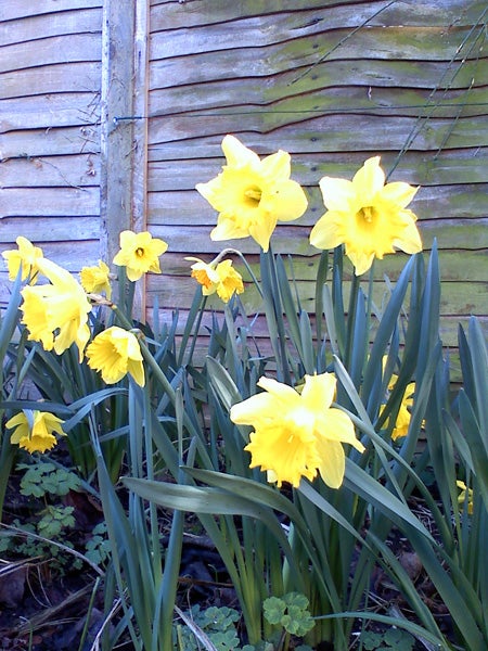 A cluster of bright yellow daffodils in full bloom with green foliage in front of a wooden fence.