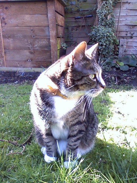 Tabby cat with a collar sitting in the grass with a wooden structure in the background.