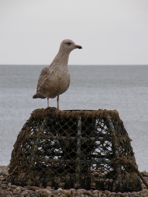 Seagull standing atop a weathered fishing trap at a pebble-covered beach with overcast skies in the background.