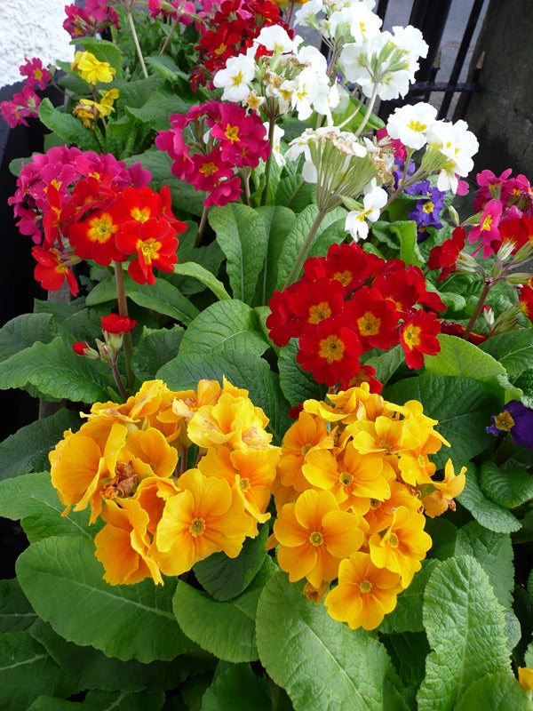 Vibrant array of primrose flowers in full bloom showcasing shades of red, yellow, and white with lush green foliage, demonstrating the color capture ability of the Panasonic Lumix DMC-TZ2 camera.