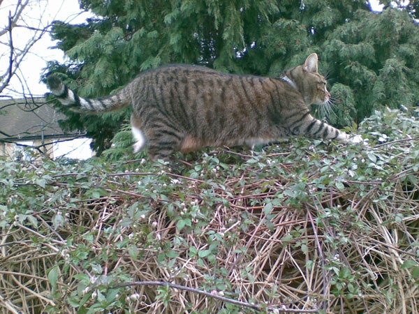 Tabby cat walking on a pile of branches.