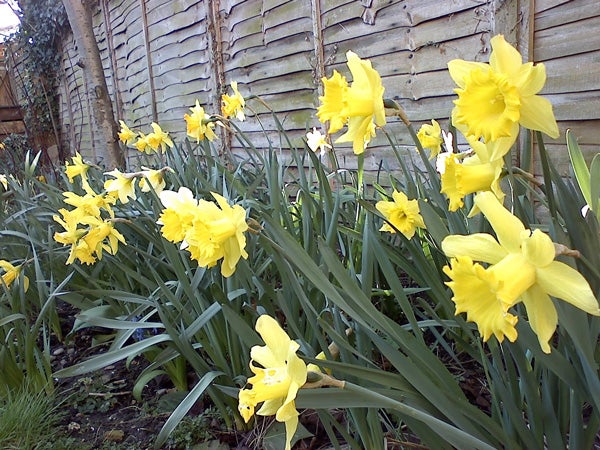 The image shows a cluster of yellow daffodils in bloom with green foliage in a garden, with a wooden fence in the background. The photo does not relate to the LG U830 HSDPA phone or its review.