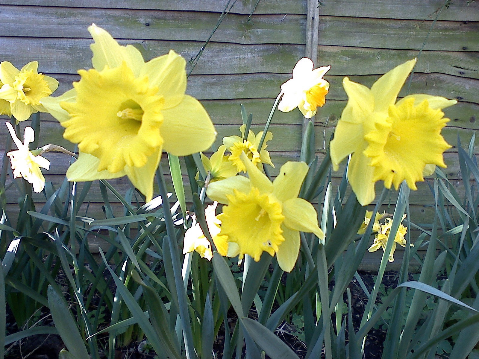 The image does not relate to an LG U830 HSDPA phone or its product review, but instead shows a group of yellow daffodils in bloom with green foliage in front of a wooden fence.