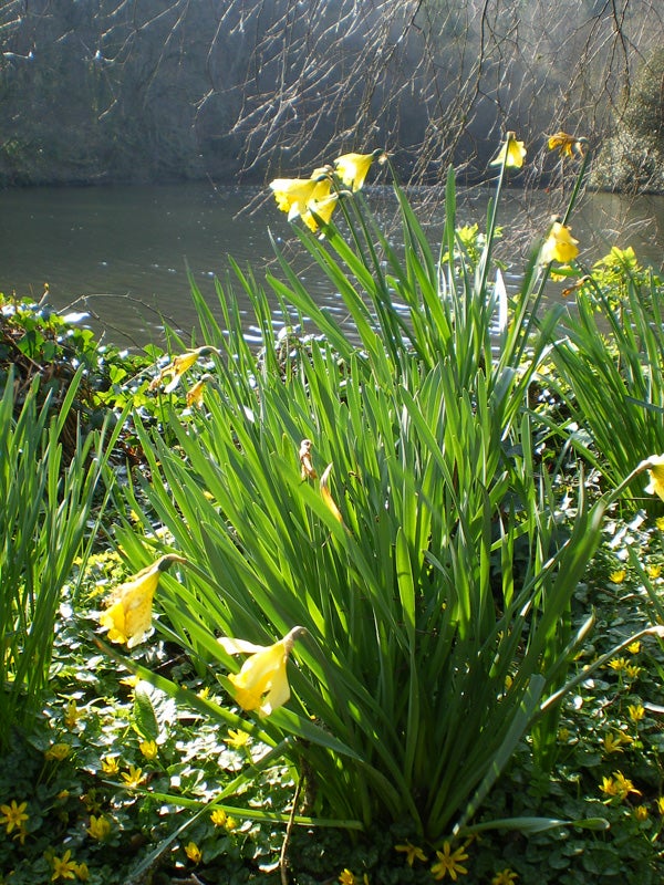 A photo of a clump of daffodils by a calm river with a background of leafless trees and sunlight filtering through the foliage.