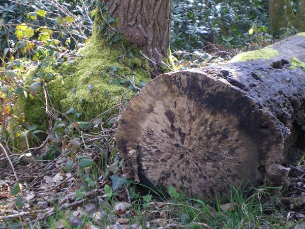 A photograph displaying a close-up view of a fallen tree trunk with intricate textures, surrounded by a variety of greenery, including moss-covered trees and foliage, likely showcasing the image quality of a Pentax Optio M30 camera.