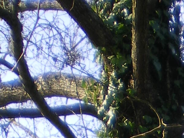 Photograph taken by Pentax Optio M30 camera showing sunlit tree branches with a blurry background, possibly demonstrating the camera's depth of field capabilities.