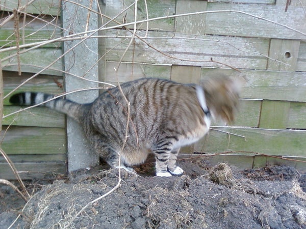 A tabby cat shaking its head vigorously, causing motion blur, with twigs and a wooden fence in the background.