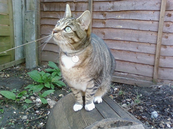 The image provided is unrelated to the Samsung SGH-D840. It features a tabby cat standing on a wooden surface outdoors next to a green plant and facing to the side, with a fence in the background.