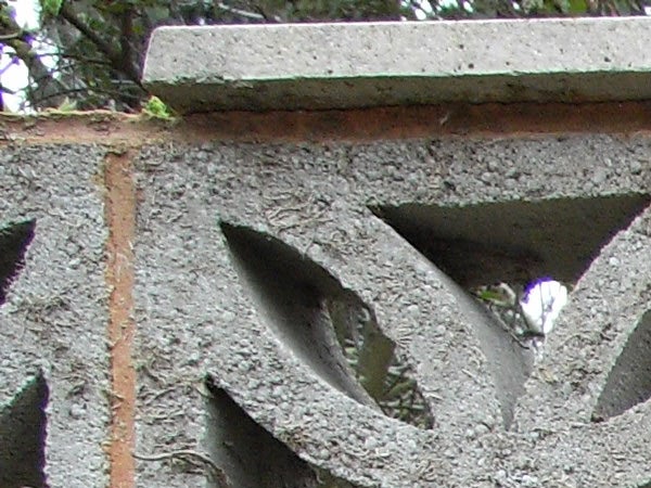 A close-up photo of a textured concrete wall with geometric shapes, capturing a small bird peeking through one of the openings.