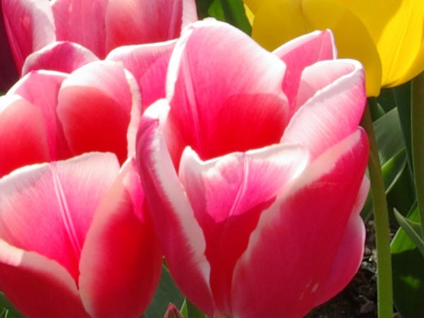 Close-up photo of vibrant pink and white tulips with a yellow tulip in the background, showcasing the Samsung GX-10's macro photography capabilities.