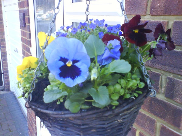 Image of a hanging basket with a mix of colorful flowers including blue pansies and yellow blooms, possibly taken with the Sony Ericsson W880i camera to demonstrate its image capture ability.