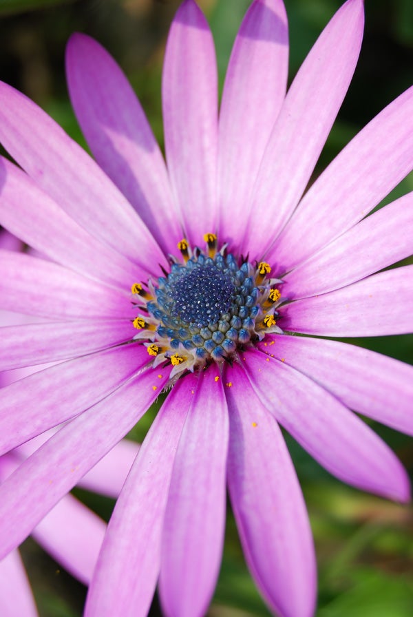 Close-up image showcasing the detailed texture of a purple daisy's petals and the intricate pattern of its blue center, exemplifying the macro photography capabilities of the Nikon D40x camera.