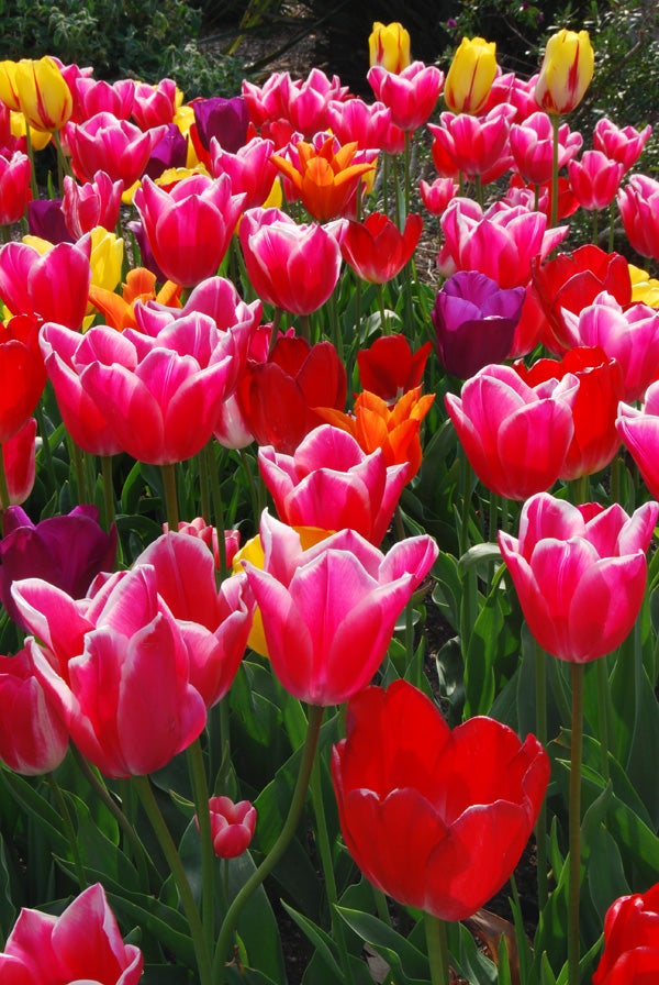 A vibrant display of assorted tulips in full bloom, with colors ranging from deep red and purple to bright pink, orange, and yellow, illuminated by natural sunlight.