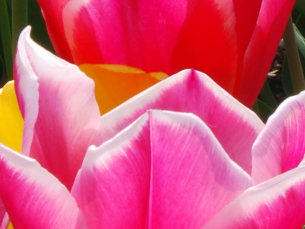 Close-up photo of vibrant pink and red tulips captured with a Nikon D40x camera, showcasing the camera's color reproduction and detail resolution.