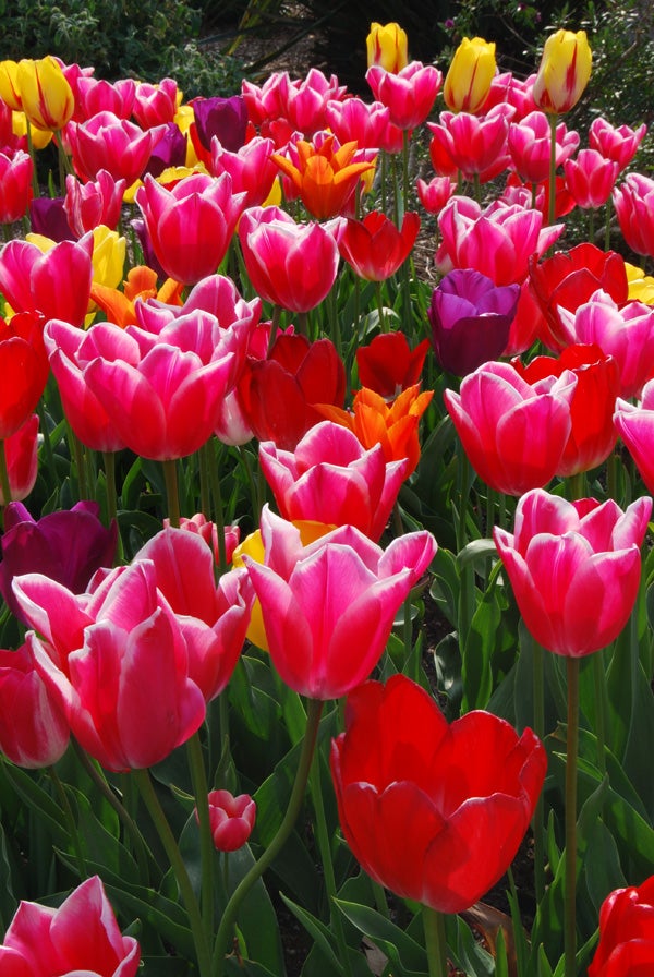 A vivid photograph showcasing a variety of colorful tulips in full bloom, with sharp focus on the petals demonstrating the Nikon D40x's capability to capture fine details and rich colors in natural lighting.