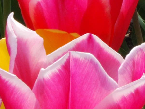 Close-up photograph of pink and yellow tulips with soft focus, demonstrating the macro photography capabilities of the Nikon D40x camera.