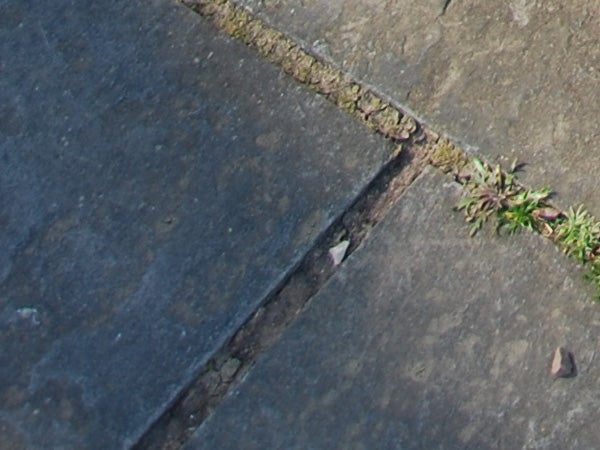 Close-up photo demonstrating the image quality of Nikon D40x, showcasing the texture and detail on a pavement with small plants growing in the cracks.