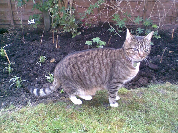 Tabby cat standing in a garden with fresh soil and plants in the background.