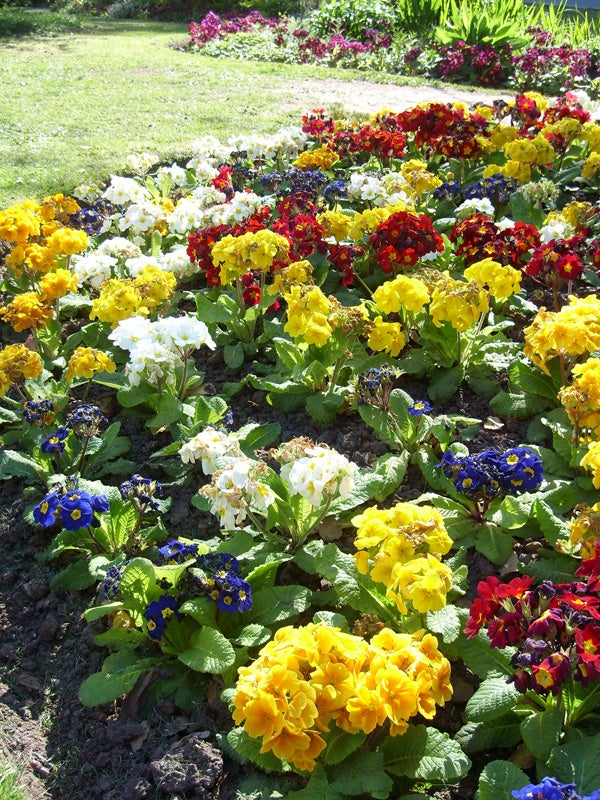A vibrant photograph displaying a variety of brightly colored flowers, including red, yellow, white, and blue blooms, in a well-maintained garden, possibly taken with a Samsung L700 camera to demonstrate the camera's capability to capture vivid colors and detail in natural lighting conditions.