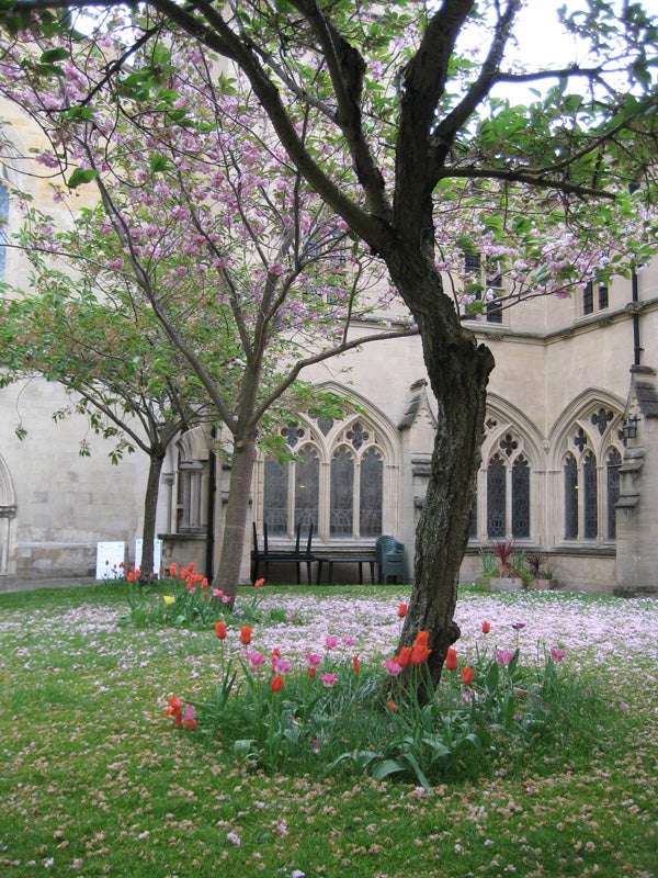 Photograph taken by Canon Digital IXUS 70 showcasing a vibrant garden with pink and red tulips, a blossoming tree, and a historic building facade in the background.