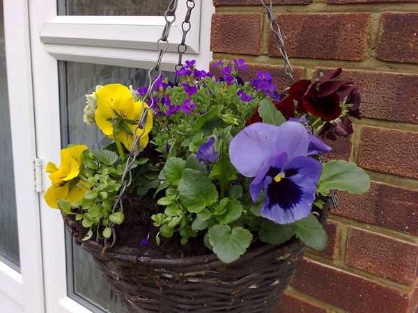 A hanging basket filled with a variety of colorful flowers including yellow pansies, purple blooms and lush green foliage, possibly taken with a Nokia N95 showcasing the camera's image quality.