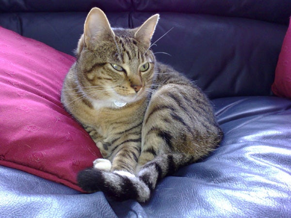 Tabby cat lying on a black leather couch with a red pillow.