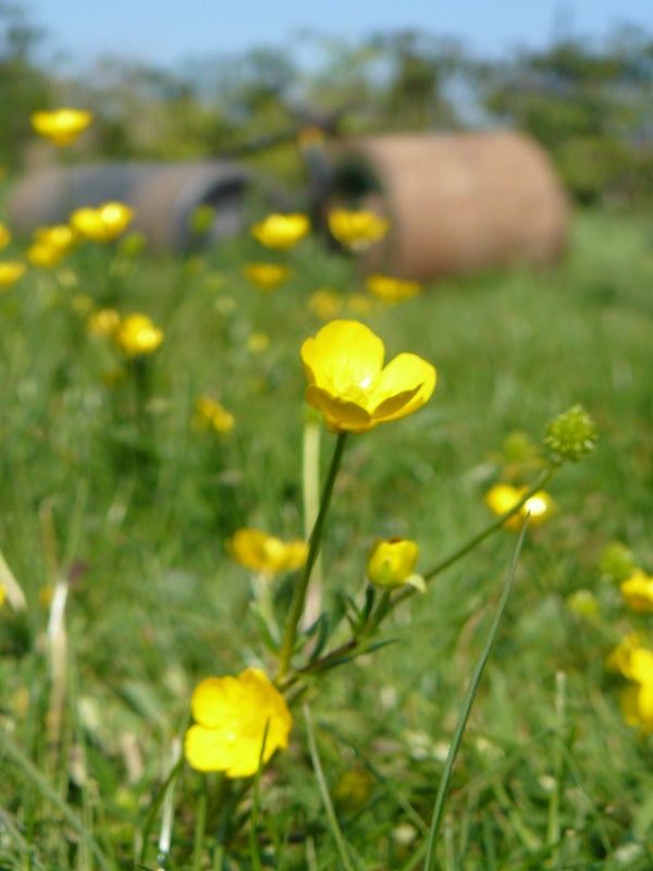 A close-up photo of yellow buttercup flowers with a shallow depth of field, creating a blurred background of a grassy field.