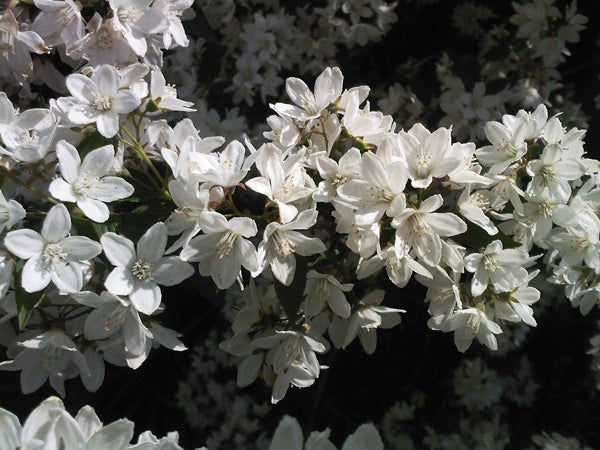 Clusters of white flowers in full bloom with some shadows cast by sunlight.