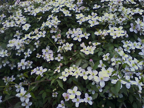 Bush with numerous small white flowers.