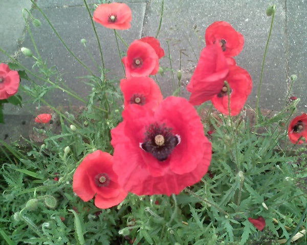 Red poppies in bloom with green foliage.