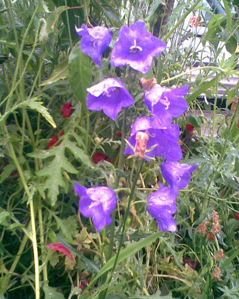 Purple bell-shaped flowers with green foliage background.