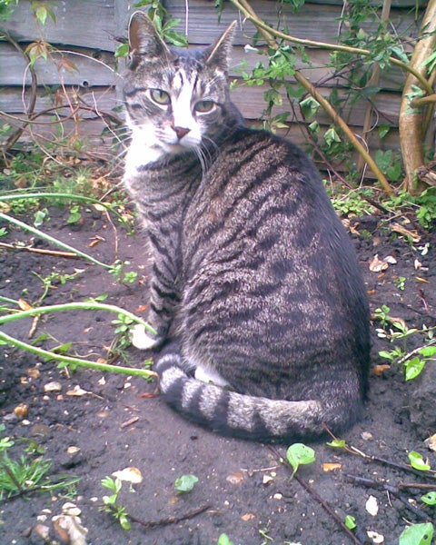 Tabby cat sitting in a garden.