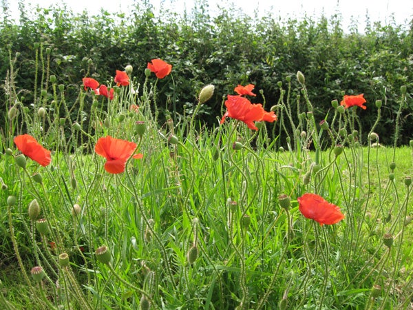 Photo of poppies in a field taken with Canon IXUS 900 Ti.