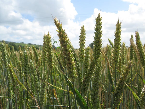 Close-up photo of wheat in a field with cloudy sky.