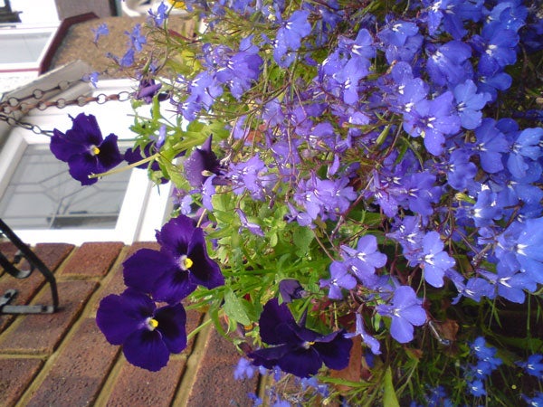 Close-up photo of purple flowers, taken with Sony Ericsson K550i.