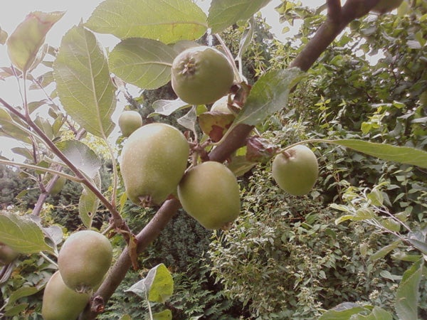 Green apples growing on a tree branch.